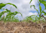 A local effort to “batch” cover crop implementation can help lower barriers to entry, according to an ag conservation group. (Photo by USDA)