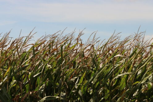 Corn grows near Ogden, Iowa in early September, 2026. (Photo by Cami Koons/Iowa Capital Dispatch)