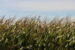 Corn grows near Ogden, Iowa in early September, 2026. (Photo by Cami Koons/Iowa Capital Dispatch)