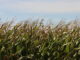Corn grows near Ogden, Iowa in early September, 2026. (Photo by Cami Koons/Iowa Capital Dispatch)