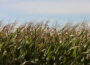 Corn grows near Ogden, Iowa in early September, 2026. (Photo by Cami Koons/Iowa Capital Dispatch)