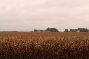 Rain over a corn field in late September 2026 near Minburn, Iowa. (Photo by Cami Koons/Iowa Capital Dispatch) 