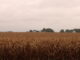 Rain over a corn field in late September 2026 near Minburn, Iowa. (Photo by Cami Koons/Iowa Capital Dispatch)