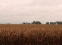 Rain over a corn field in late September 2026 near Minburn, Iowa. (Photo by Cami Koons/Iowa Capital Dispatch)