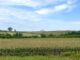 Corn grows along west-bound U.S. 80 in Iowa Aug. 31, 2026. (Photo by Cami Koons/Iowa Capital Dispatch)
