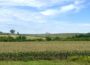 Corn grows along west-bound U.S. 80 in Iowa Aug. 31, 2026. (Photo by Cami Koons/Iowa Capital Dispatch)