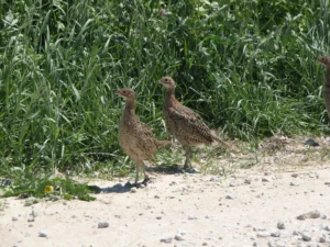 Young pheasants like to dry off along gravel roads on mornings with heavy dew. Iowa Department of Natural Resources staff use these mornings to count wildlife populations. (Photo courtesy of DNR) 