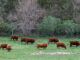 A small herd of cattle graze in a western Iowa pasture. (Photo by Jared Strong/Iowa Capital Dispatch)