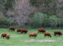 A small herd of cattle graze in a western Iowa pasture. (Photo by Jared Strong/Iowa Capital Dispatch)