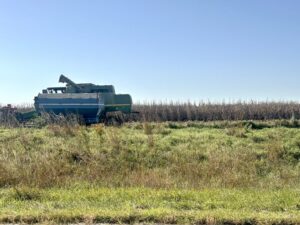  Corn harvest near Prairie City, Iowa along Highway 163 on Oct. 6, 2026. (Photo by Cami Koons/Iowa Capital Dispatch) 