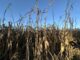 A corn field in Johnston, Iowa on Oct. 20, 2026. (Photo by Cami Koons/Iowa Capital Dispatch)