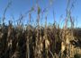 A corn field in Johnston, Iowa on Oct. 20, 2026. (Photo by Cami Koons/Iowa Capital Dispatch)